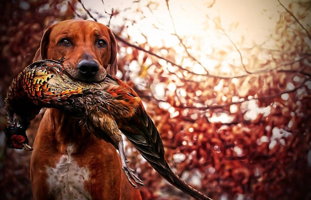 faisão ridgeback cachorro - pheasant hunting fotos - fotografias e filmes do acervo