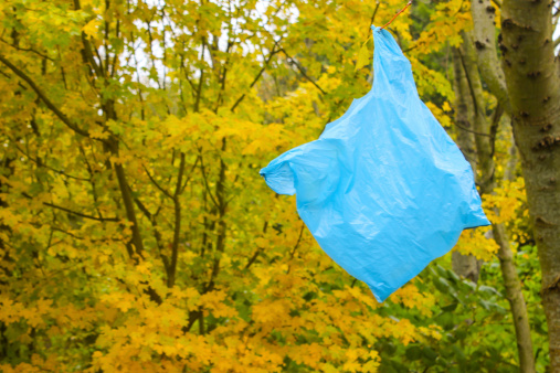 Plastic Bag Stuck on a Tree - Environmental Problem