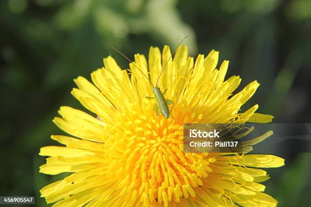 Foto de Dentedeleão e mais fotos de stock de Amarelo - Amarelo, Animal, Azul