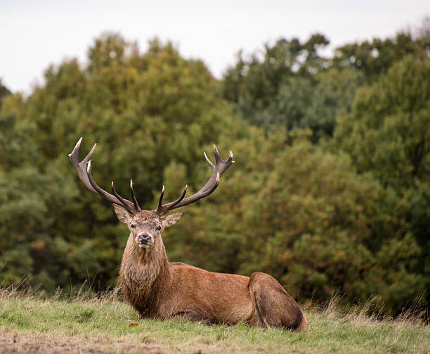 istock Red deer stag during rutting season in Autumn 456905701