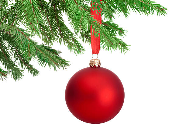 Christmas red ball hanging on a fir tree branch Isolated on white background