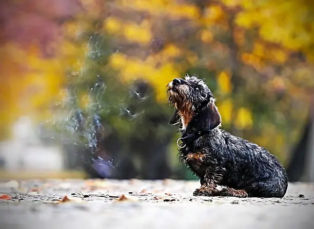 Daschhund, hunting dog, smoking, vapor, autumn