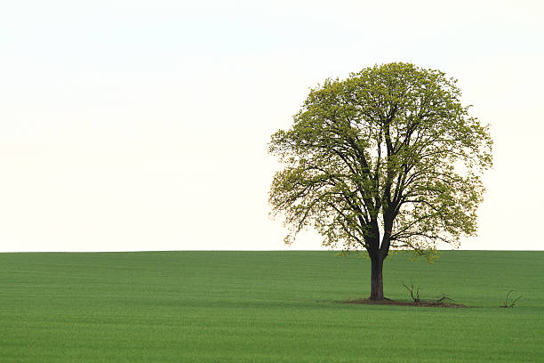 Tree on green field stock photo