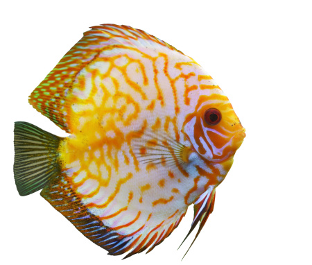 tropical fish diskus on a white background