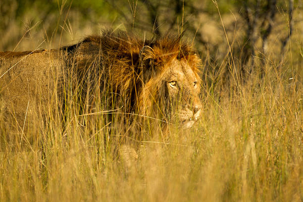 istock Male Lion stalking 456911985