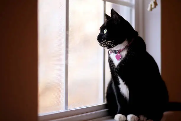 Photo of Cat Sitting On Windowsill