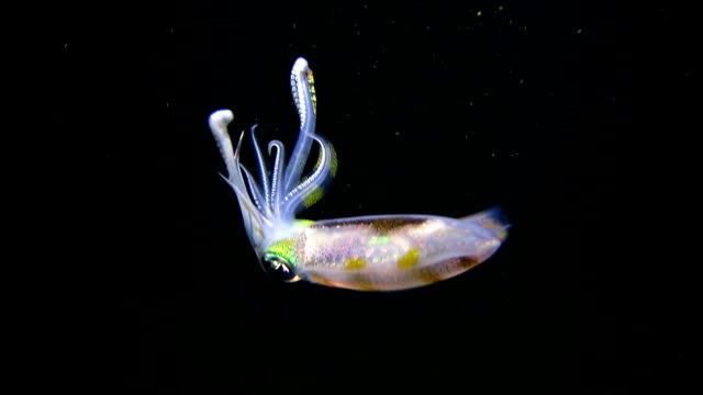 Bigfin reef squid is attracted by light