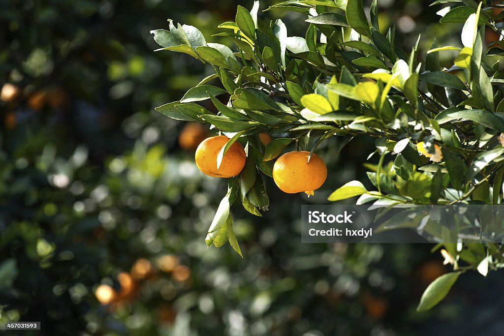 Orange tree Orange - Fruit Stock Photo