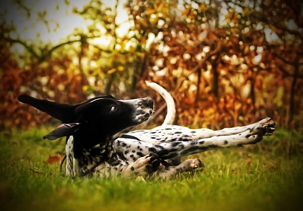 dog, puppy, hound, hunting dog, medium breed, animal, pet, canine friend, play, afternoon, autumn, nature, leaves, trees, grass, meadow, fall, head, ears, paws, lying