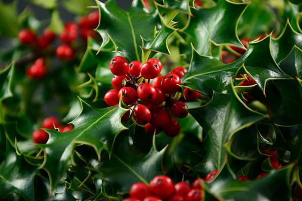 Holly Bush Close Up Of A Holly Bush With Spikey Green Leaves And Red Berries pics of a spiky fruit stock pictures, royalty-free photos & images