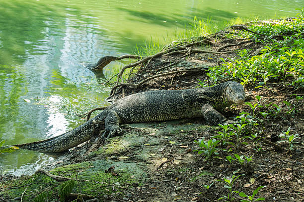 istock Water monitor 457040529