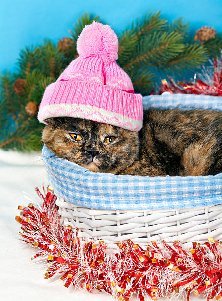 istock Cat wearing pink knitting hat with pompom 457040925