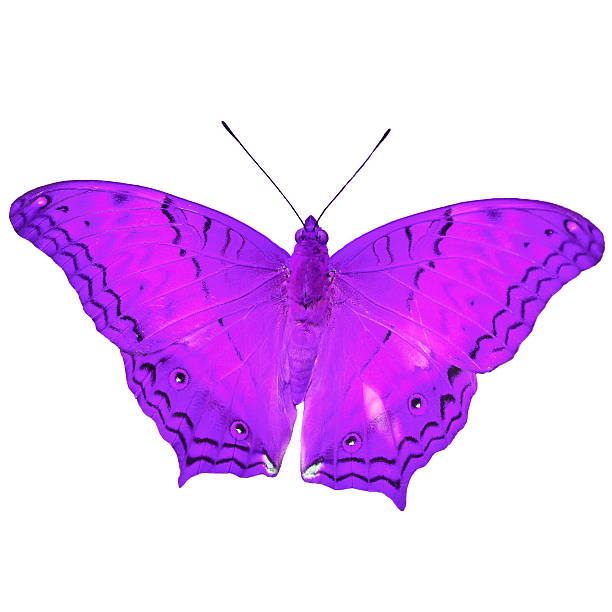 istock Purple butterfly on white background. 457042143