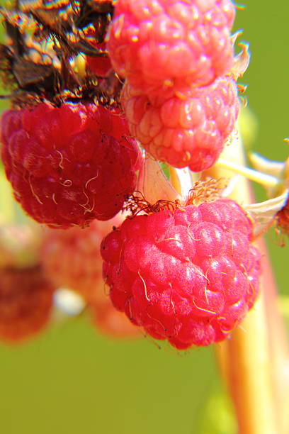 himbeeren.  berry. - berry fruit refreshment rural scene vertical stock-fotos und bilder