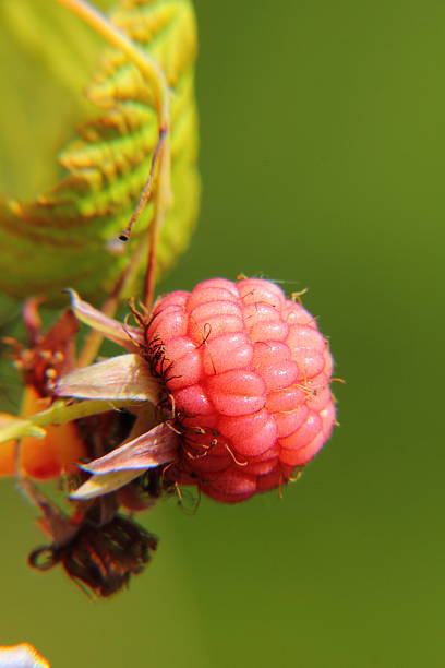 himbeeren.  berry. - berry fruit refreshment rural scene vertical stock-fotos und bilder