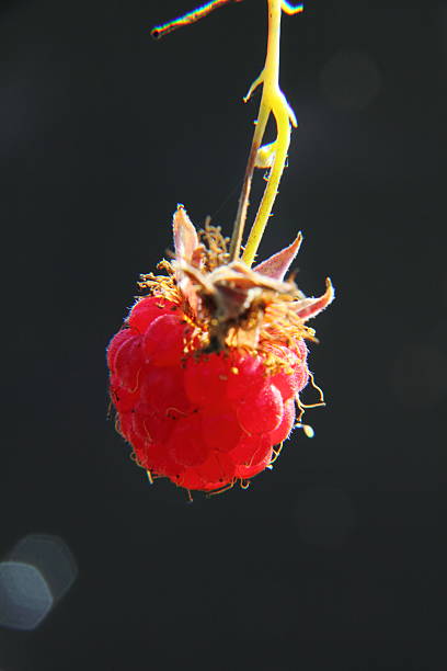 himbeeren.  berry. - berry fruit refreshment rural scene vertical stock-fotos und bilder