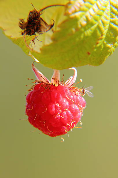 himbeeren.  berry. - berry fruit refreshment rural scene vertical stock-fotos und bilder