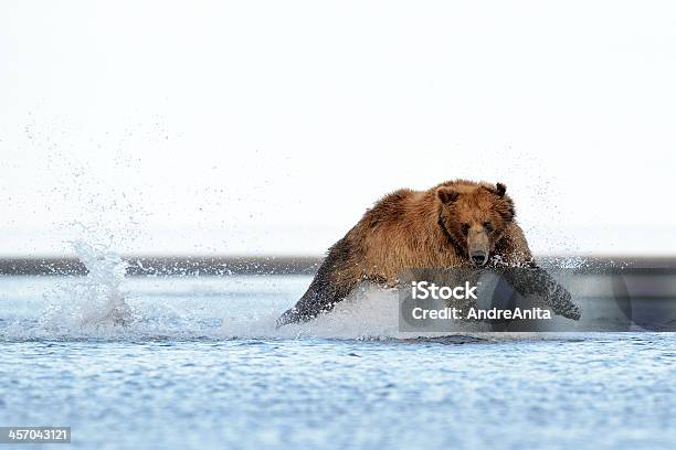グリズリーベア - クマのストックフォトや画像を多数ご用意 - クマ, 走る, つかまえる