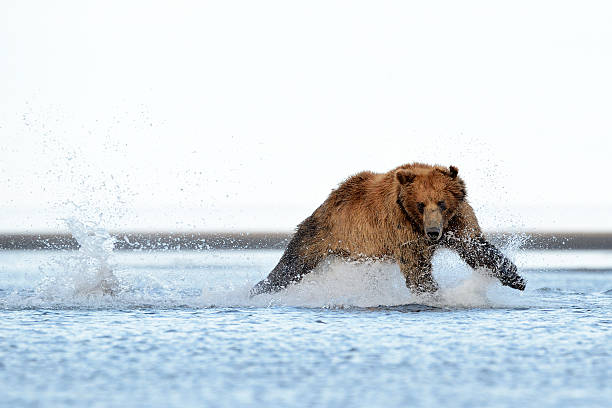 A grizzly bear running through shallow water Grizzly Bear running at salmon brown bear catching salmon stock pictures, royalty-free photos & images