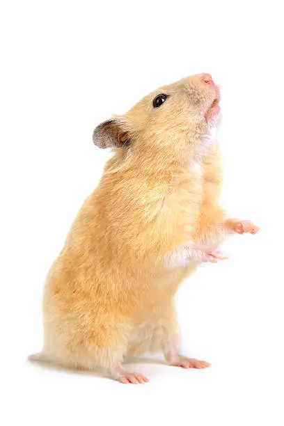 Hamster isolated on white background