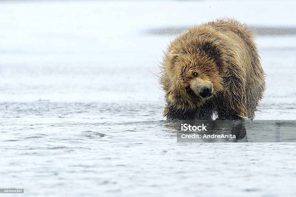 Grizzly Bear Grizzly Bear shaking water out of his fur Alaska - US State Stock Photo