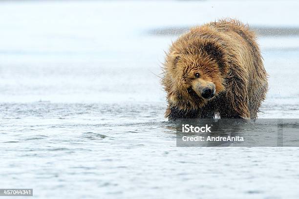 Grizzly Bear Stock Photo - Download Image Now - Alaska - US State, Animal, Animal Wildlife