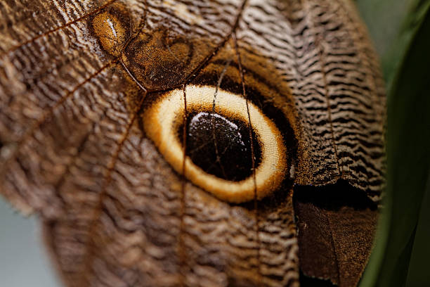 istock Macro photograph of a butterfly wing 457044541