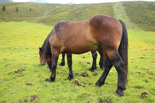 cavalos no prado alpino um campo, - horse herd togetherness connection imagens e fotografias de stock