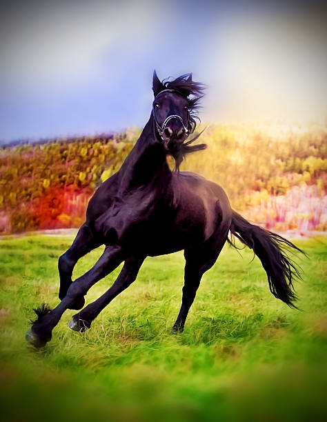 istock Friesian horse stallion 457047491