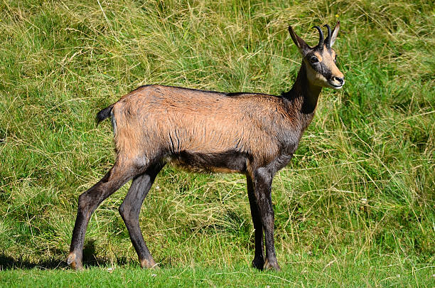 istock Chamois, Chamonix, France 457048049