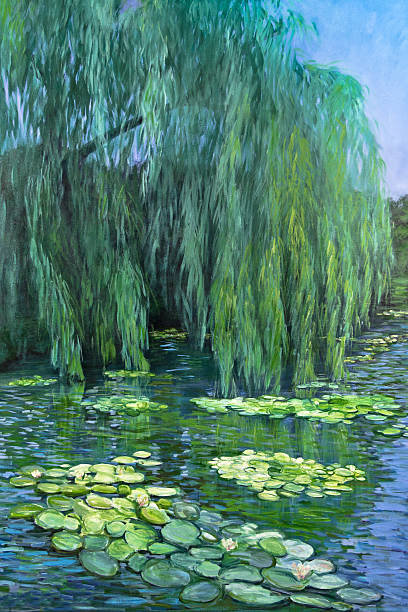 Weeping Willow tree and Water Lilies A pond reflects a weeping willow tree and water lilies. weeping willow stock illustrations