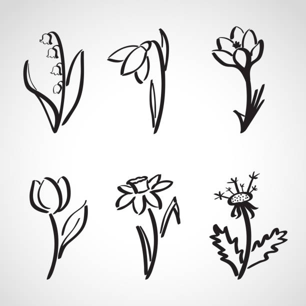 illustrazioni stock, clip art, cartoni animati e icone di tendenza di set di schizzo di inchiostro modello fiori primavera - dandelion single flower flower white