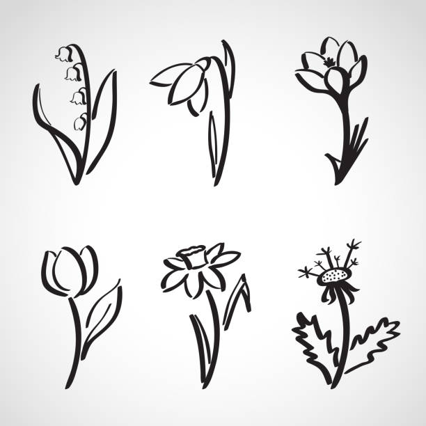 ilustrações de stock, clip art, desenhos animados e ícones de tinta estilo de esboço conjunto de flores de primavera - single flower flower crocus spring