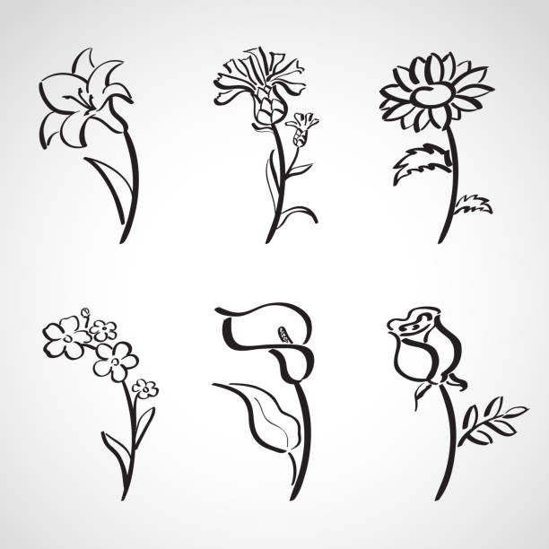 ilustraciones, imágenes clip art, dibujos animados e iconos de stock de boceto en tinta estilo conjunto de flores de verano - alcatraz flor