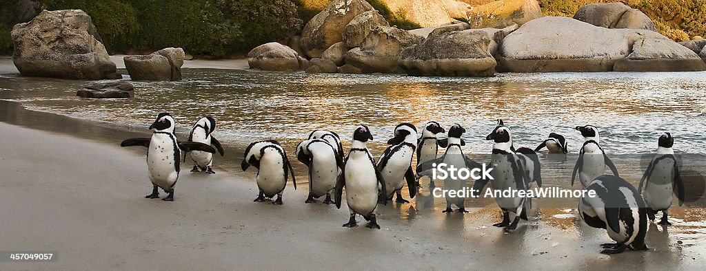 African penguin flock Group of African Penguins on Boulders Beach at sunrise, Cape Town, South Africa Famous Place Stock Photo