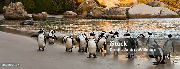 African Penguin Flock Stock Photo - Download Image Now - Famous Place, South Africa, Travel Destinations