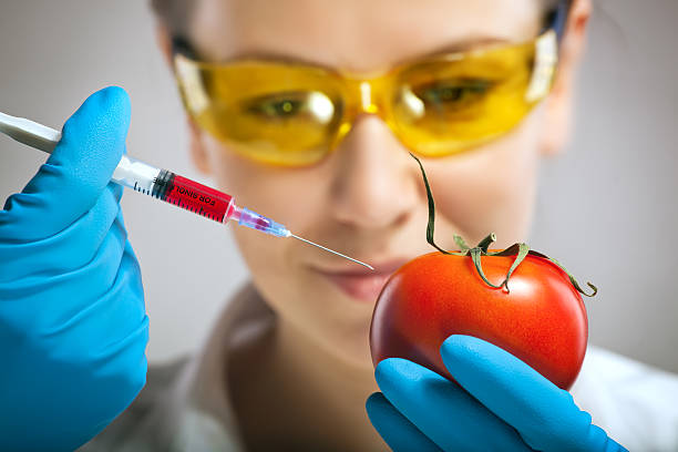 genmanipulation - genetic modification dna tomato genetic research stock-fotos und bilder