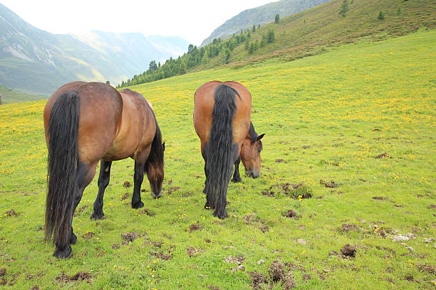 cavalos no prado alpino um campo, - horse herd togetherness connection imagens e fotografias de stock