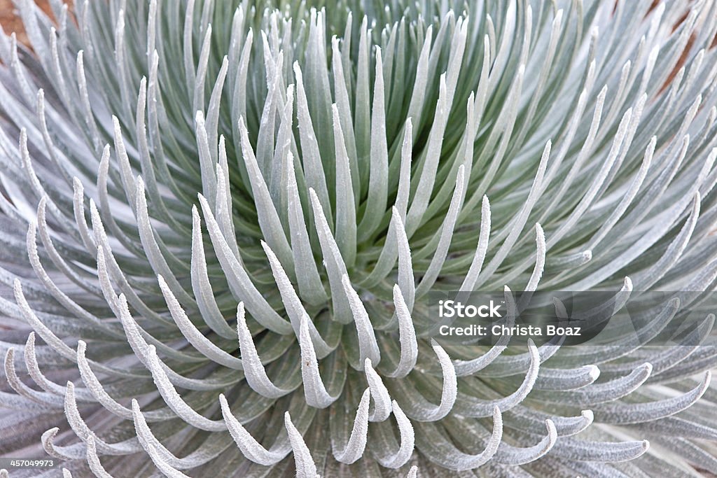 Silversword - Lizenzfrei Bedrohte Tierart Stock-Foto