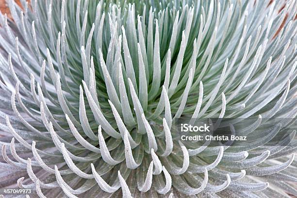 Silversword Stockfoto und mehr Bilder von Bedrohte Tierart - Bedrohte Tierart, Einheimische Pflanze, Farn