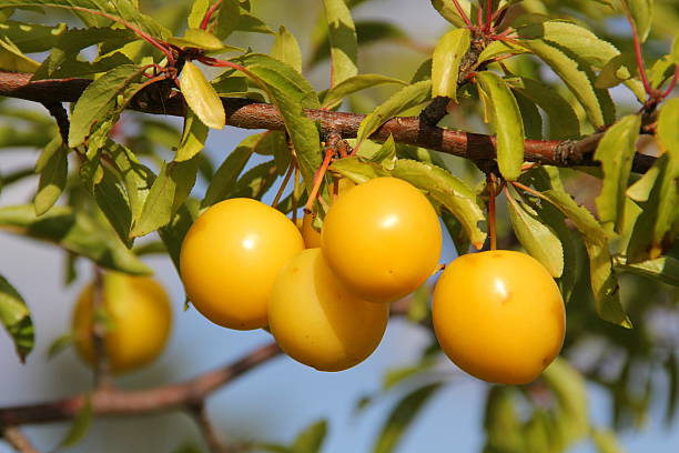 istock Yellow Mirabelle Prunus cerasifera plums 457050075
