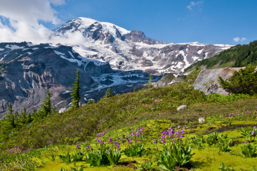 Mount Rainier at 14,410' is the highest peak in the Cascade Range. This image was photgraphed from the beautiful Paradise Meadows in Mount Rainier National Park. The image shows shooting stars (Dodecatheon Jeffreyi) growing in a wet mossy area.