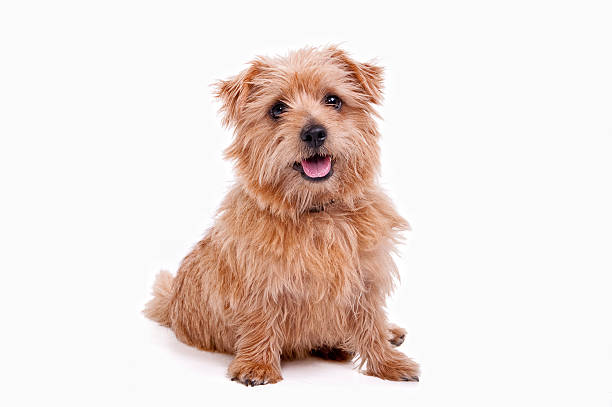 Norfolf Terrier Cute Norfolk Terrier on white norfolk terrier stock pictures, royalty-free photos & images