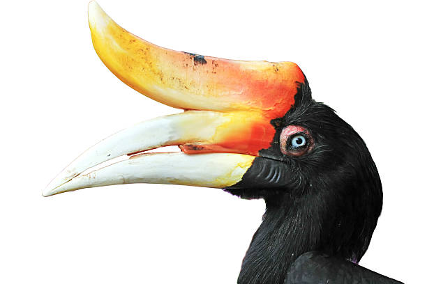 istock Hornbill looks fierce. 457051399