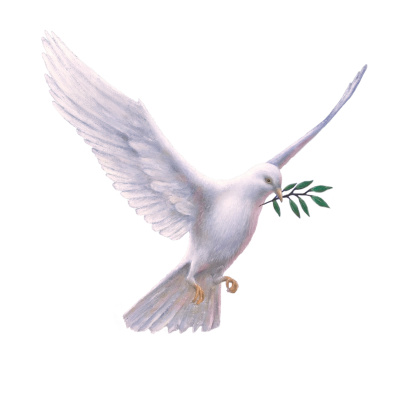 An oil painting of a white dove with an olive branch in its beak, cutout with a white background
