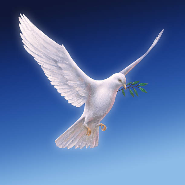 White Dove with Olive Branch - blue backround An oil painting of a white dove with an olive branch in its beak, cutout with a sky blue background symbols of peace photos stock pictures, royalty-free photos & images