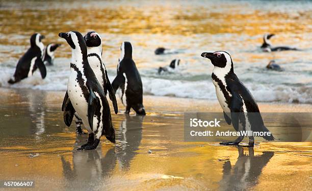 Cape Town Peguins Swimming Stock Photo - Download Image Now - Africa, Animal, Animal Wildlife