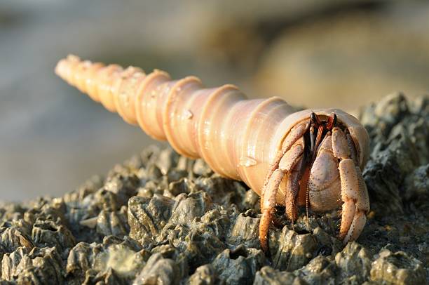 Hermit crab Hermit crab inside a Screw Turritella Sea Shells molting stock pictures, royalty-free photos & images