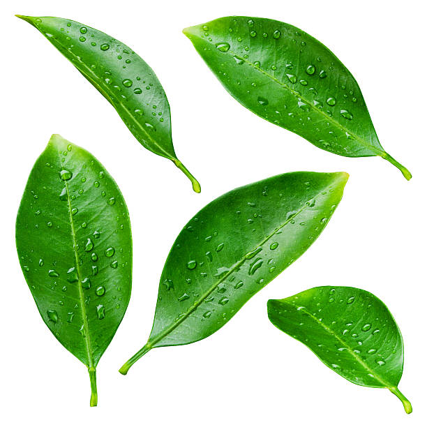 citrus hojas y gotas aislado sobre un fondo blanco - limones verdes fotografías e imágenes de stock