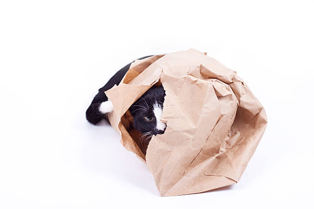 Black cat in a paper bag on white background stock photo